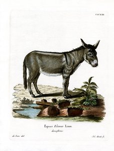Âne sauvage africain