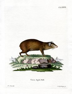 Agouti - German School