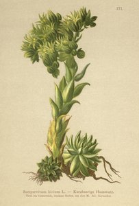 Joubarbe hirsute (Sempervivum hirtum, Jovibarba hirta)