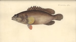 Alphestes afer, avant 1793 - German School
