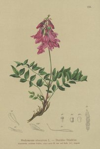 Alpine (Hedysarum obscurum)