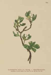 Busserole alpine (Arctostaphylos alpina, Arctostaphylos alpinus) - German School
