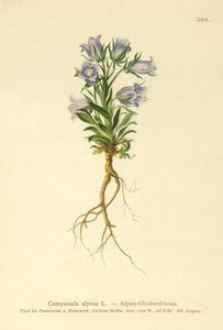 Campanule alpine - German School