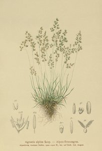 Agrostide alpine