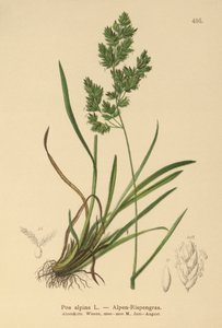 Pâturin alpin