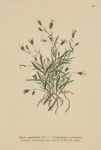 Compagnon des Alpes (Silene quadrifida, Ixoca quadrifida)