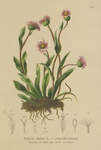 Vergerette alpine (Erigeron alpinus)
