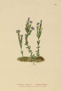 Gentiane des neiges (Gentiana nivalis) - German School