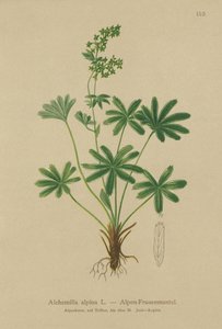 Alchémille des Alpes (Alchemilla alpina) - German School
