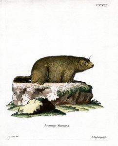 Marmotte alpine