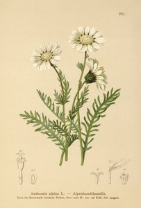 Camomille alpine (Anthemis alpina, Achillea oxyloba subsp. schuri) - German School