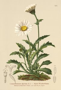 Marguerite alpine (Leucanthemum alpinum, Leucanthemopsis alpina, Chrysanthemum alpinum, Tanacetum alpinum)