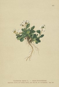 Cardamine alpine