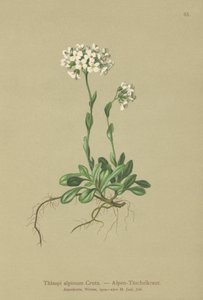 Tabouret des Alpes (Thlaspi alpinum, Noccaea alpestris subsp. alpestris, Thlaspi minimum, Noccaea crantzii, Thlaspi kerneri, Thlaspi alpinum var. kerneri, Thlaspi alpestre) - German School