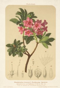 Rose alpine (Rhododendron hirsutum) - German School