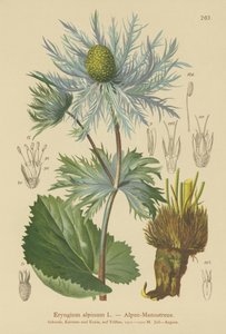 Panicaut des Alpes (Eryngium alpinum)