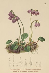 Soldanelle des Alpes (Soldanella alpina)