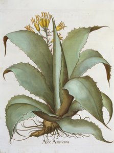 Aloe américaine, du Hortus Eystettensis par Basil Besler
