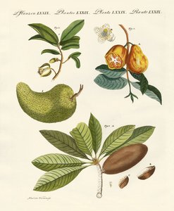 Fruits américains