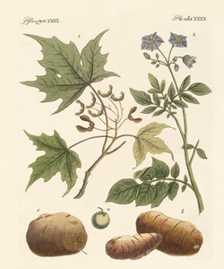 Plantes américaines