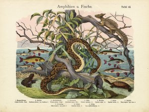 Amphibiens et poissons, vers 1860 - German School