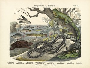 Amphibiens et poissons, vers 1860 - German School