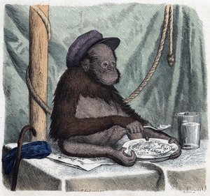 Un orang-outan éduqué mange du riz avec une cuillère. Dans "Wenn Jemand eine Reise thut, so kann er was erzählen" (Quand quelqu