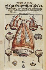 Anatomie de l
