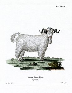Chèvre angora