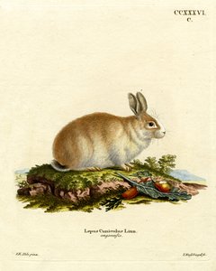Lapin angora