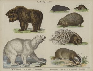 Animaux - German School