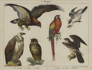 Animaux