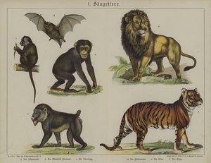 Animaux - German School