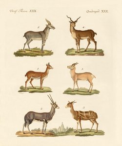 Antilopes et gazelles - German School