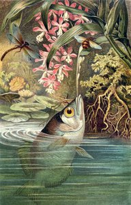 Poisson archer, planche de Brehms Tierleben: Allgemeine Kunde des Tierreichs, vol.8, p.49, publié par Bibliographisches Institut, 1892 - German School