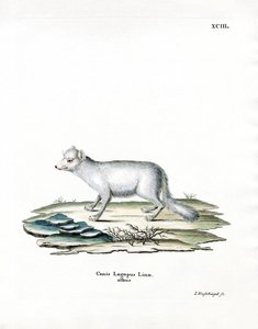Renard arctique - German School