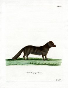 Renard arctique