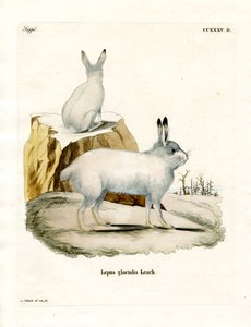 Lièvre arctique - German School