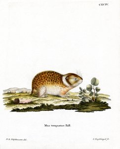 Lemming arctique