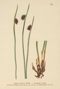 Joncs arctiques - German School