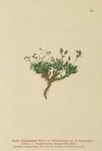 Drave arctique (Draba Fladnitzensis, Draba altaica, Draba Wahlenbergi)