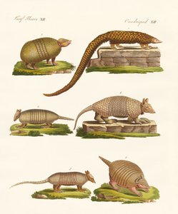 Animaux blindés