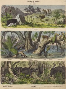 Asie : animaux et plantes de montagne ; inondation dans l
