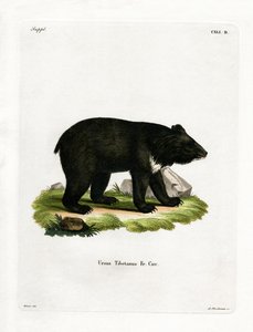 Ours noir asiatique