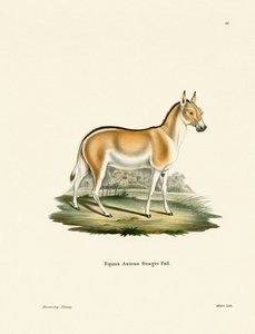 Âne Sauvage Asiatique