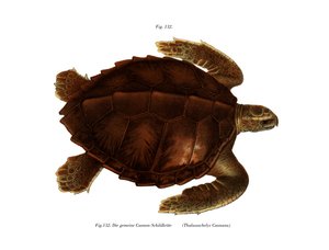 Tortue de l