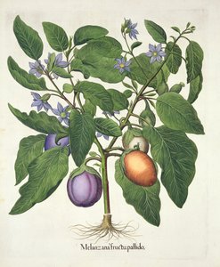 Aubergine : Melanzana fructu pallido, du Hortus Eystettensis par Basil Besler (1561-1629), pub. 1613 (gravure en couleur)