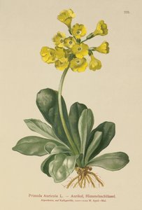 Auricule