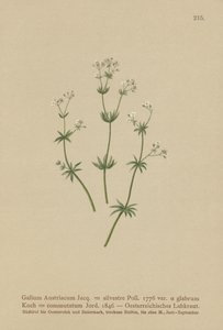 Gaillet autrichien (Galium austriacum, Galium silvestre (var. glabrum), Galium commutatum) - German School