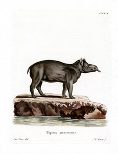 Tapir de Baird - German School